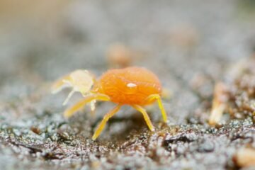 Soil Mites in Focus: Understanding and Controlling Their Impact