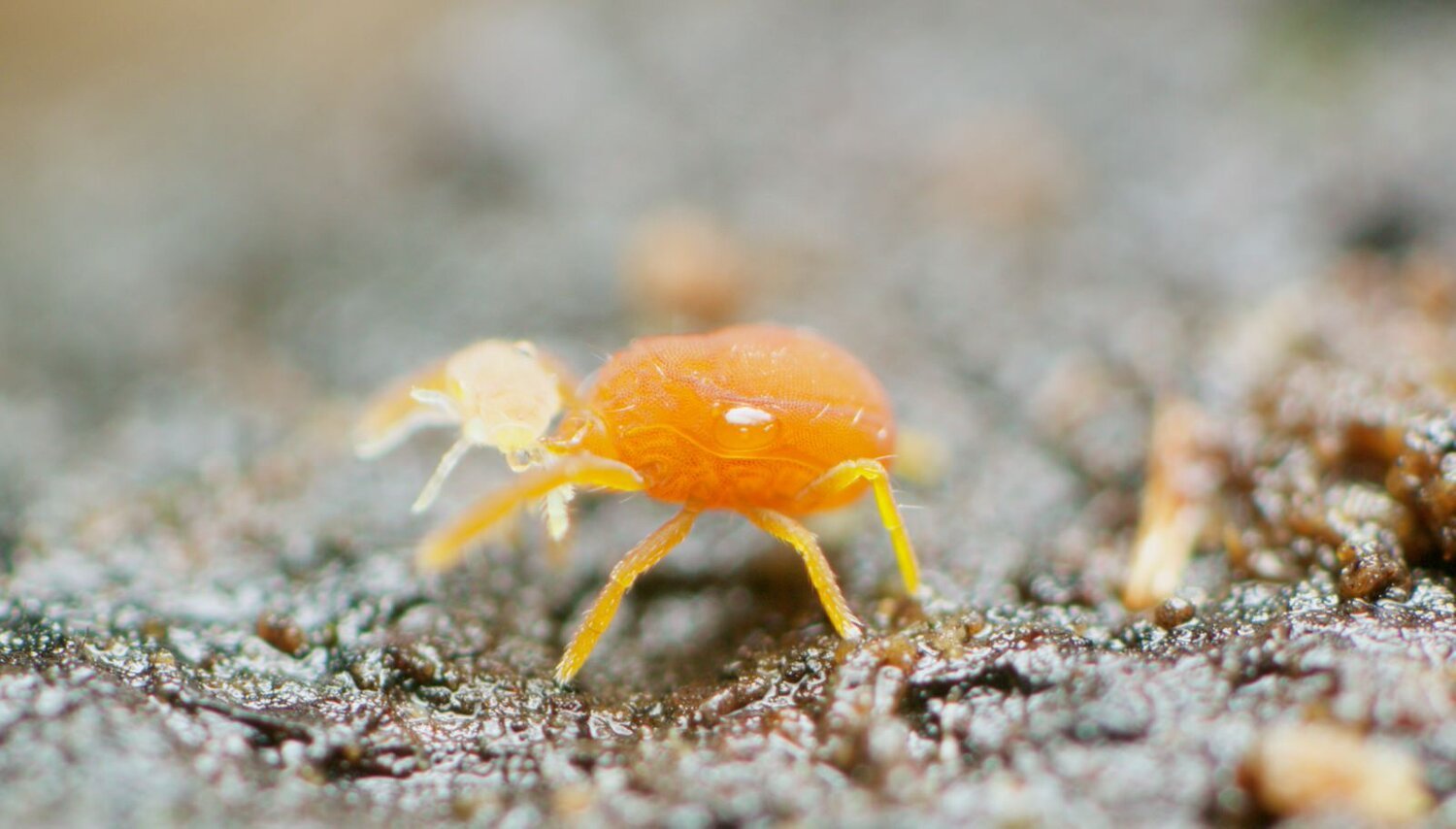 Soil Mites in Focus: Understanding and Controlling Their Impact