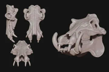 Hippo Skull Anatomy Unveiling the Secrets of 3D Modeling