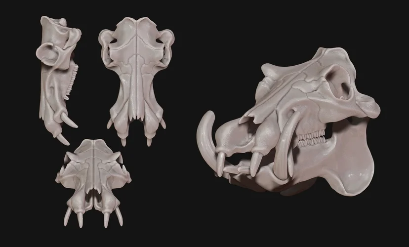 Hippo Skull Anatomy Unveiling the Secrets of 3D Modeling